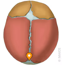 <p>name the fontanel</p>