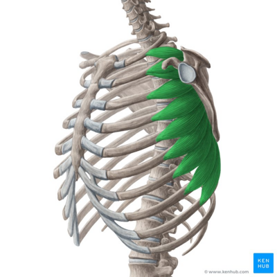 <p>Serratus anterior* (Superficial muscles of anterior thorax 2 of 2):</p><p>What is A<span style="color: rgb(241, 5, 5);">A</span>?</p>