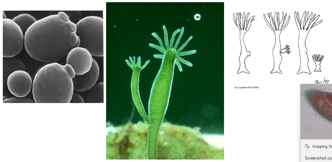 <p><strong>nucleus </strong>of an organism’s cell divides <strong>equally </strong>but the <strong>cytoplasm </strong>divides <strong>unequally</strong></p><p>new cells formed may live as individuals or as colonies</p><p>e.g. yeast, hydra</p>