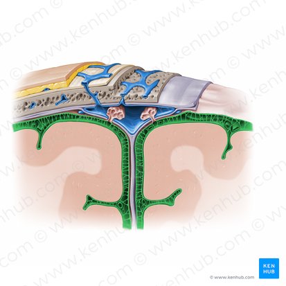 <p>What are components of the subarachnoid space? (3)</p>