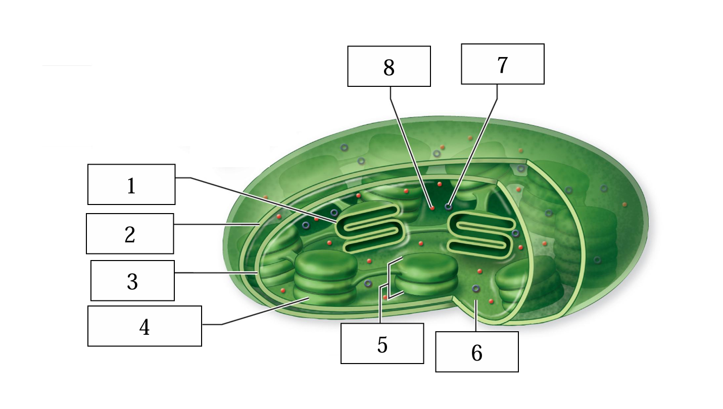 <p>What is number 4 on the chloroplast diagram</p>