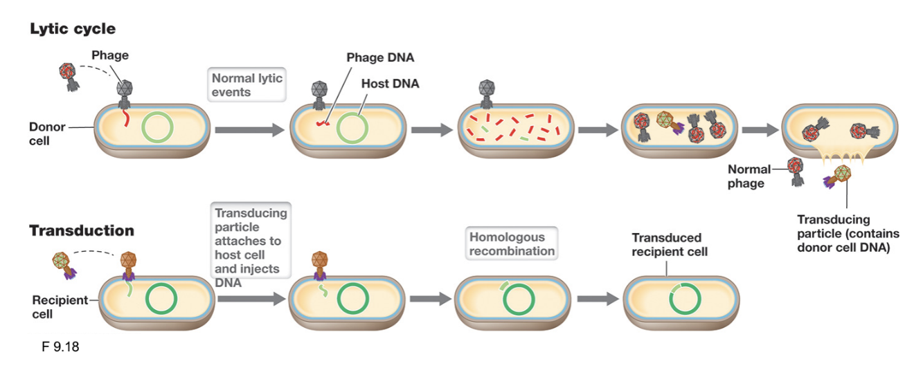 <ul><li><p>Occurs during the lytic cycle of virulent bacteriophages when host bacterial DNA is accidentally packaged into phage capsids instead of viral DNA</p></li><li><p>Following release, these defective phage (transducing particles) can still infect new host cells; the transferred DNA may be degraded or undergo homologous recombination</p></li><li><p>Successful transduction events are rare because progeny phages are virulent, and recombination is not guaranteed</p></li></ul><p></p>