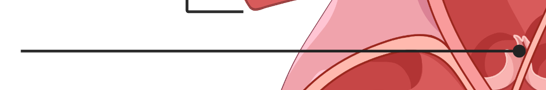 <p>What is this part of the heart?</p>