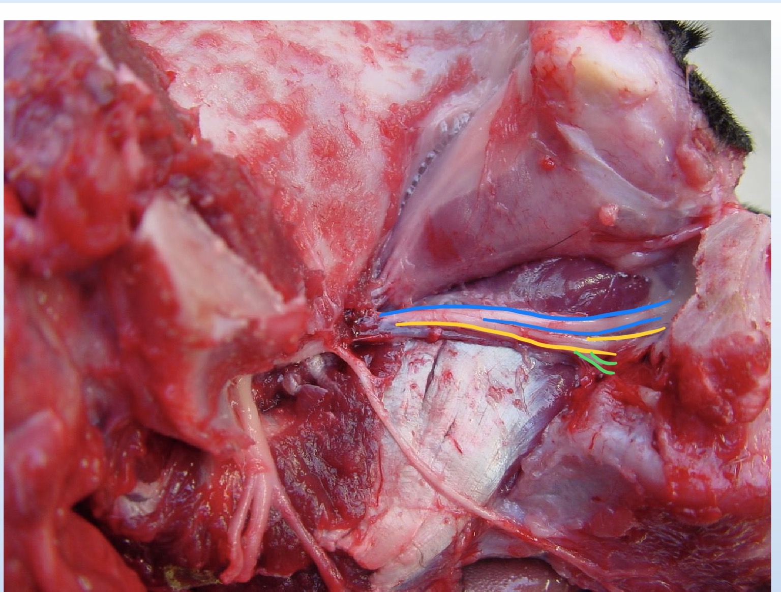 <p>Identify the <strong><u>maxillary branches </u></strong>of trigeminal nerve</p>