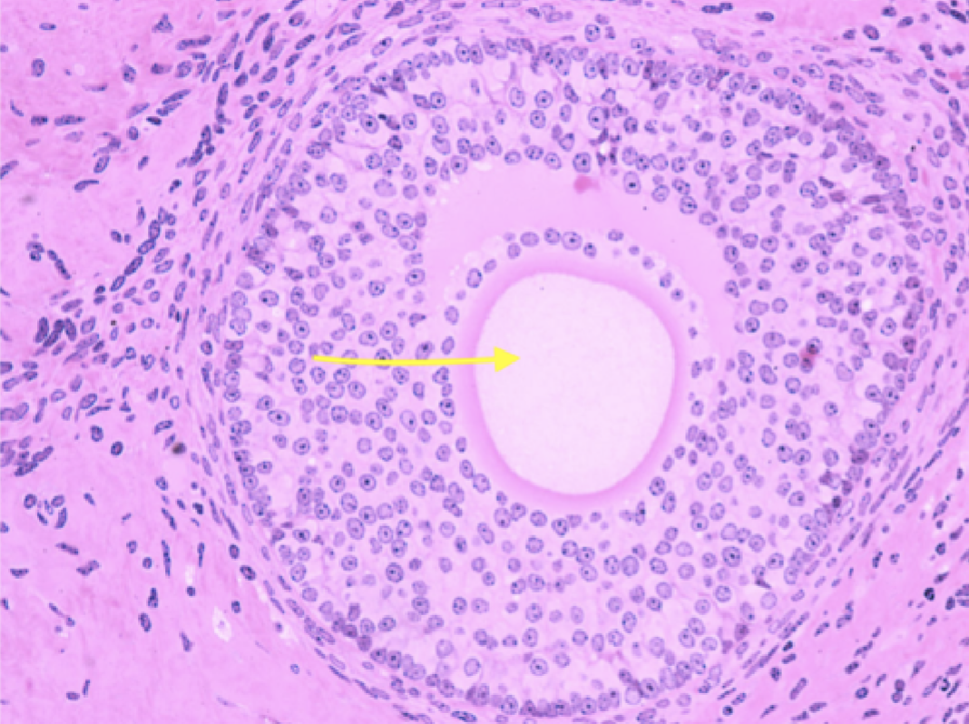 <p>Identify the cell</p>