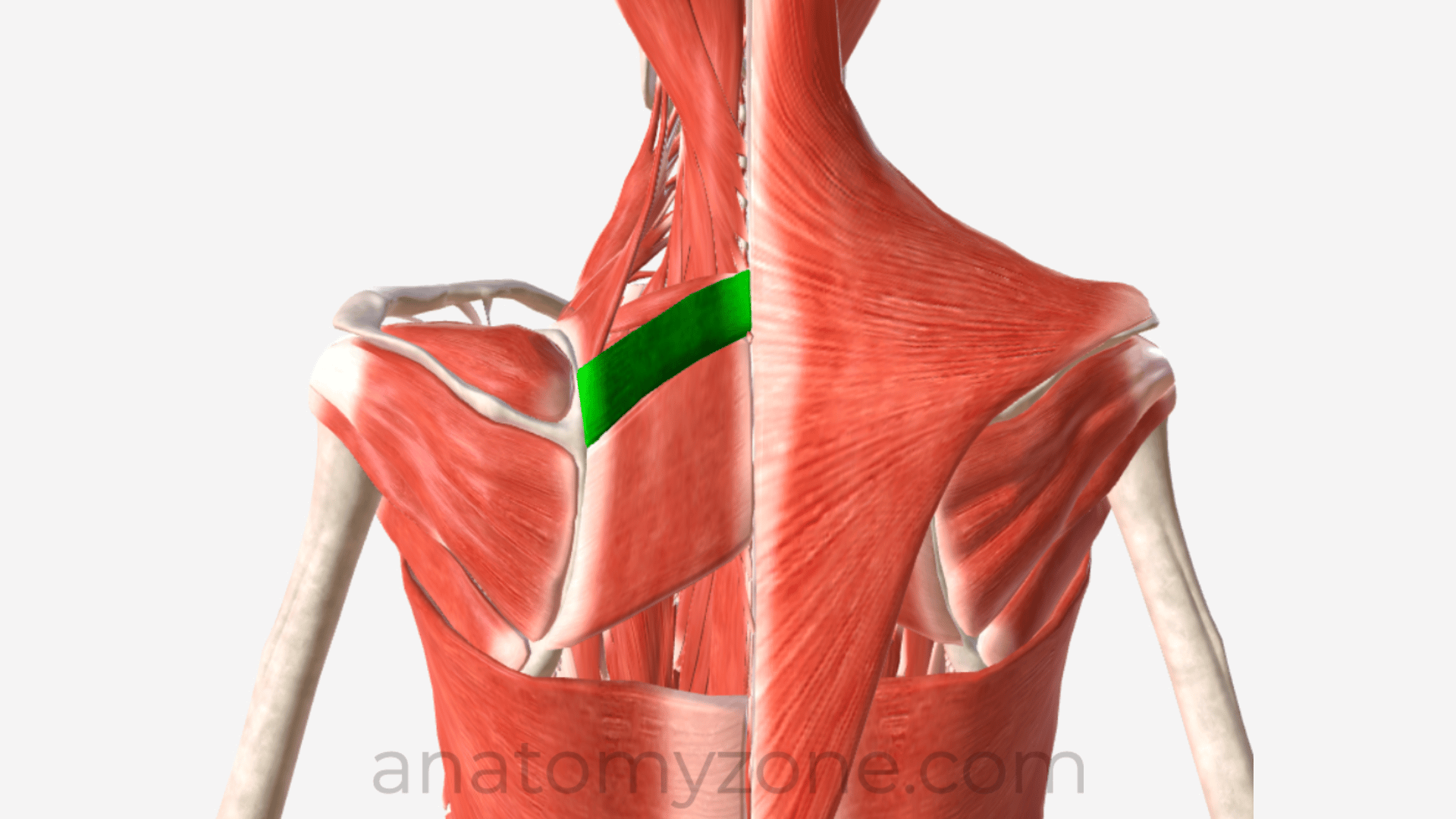 <p>structure</p>