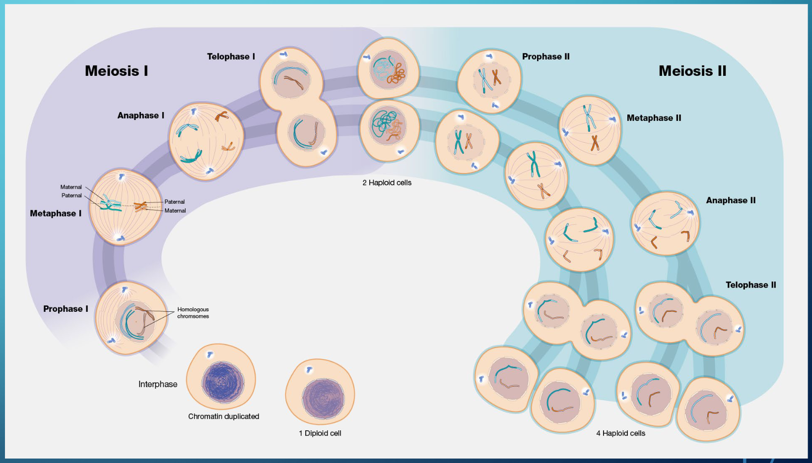 <p>Future mature gametes then must undergo Meiosis</p><p>to reduce chromosome number (this process</p><p>completes at different times in males and</p><p>females)</p><p>• 2 successive meiotic divisions: Meiosis I and</p><p>Meiosis II</p><p>• Meiosis I reduces chromosome number to</p><p>23</p><p>• Meiosis II resembles mitosis</p><p>• Results in reduction of chromosomes from diploid</p><p>(46) to haploid (23)</p>