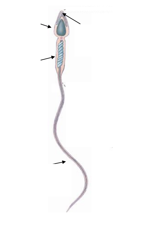 <p>Why must the sperm do after entering the vagina</p><ul><li><p>two main things for their last maturation step (what is this process called)</p><ul><li><p>Explain how it works</p><ul><li><p>Three main things that occur in the sperm</p></li></ul></li></ul></li><li><p>How long does it take the sperm to reach the gg</p></li><li><p>What must it pass through</p></li><li><p>How does the vagina help with this (two things)</p><ul><li><p>What hormones affect this process (comes from the semen)</p></li></ul></li></ul><p></p>