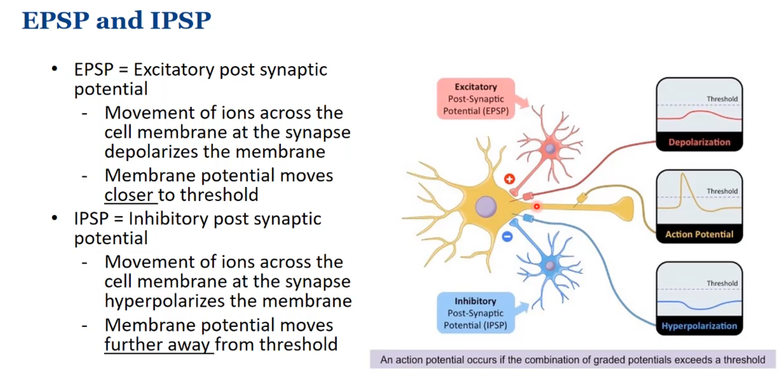 <p>Glutamate is the primary excitatory neurotransmitter.</p><p>GABA is the primary inhibitoruy neurotransmitter.</p><p>They can summate. The combined effect of EPSPs and IPSPs is called neural integration.</p>