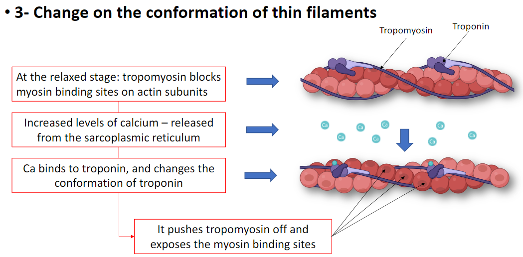<p><strong>Relaxed Stage</strong><br> <strong>Tropomyosin</strong> blocks <strong>myosin binding sites</strong> on actin subunits</p><p><strong>Calcium Effect</strong><br> <strong>Ca²⁺ released</strong> from the sarcoplasmic reticulum binds to <strong>troponin</strong><br> Changes <strong>troponin conformation</strong><br> Pushes <strong>tropomyosin</strong> off <strong>myosin binding sites</strong></p><p><strong>Key Point</strong><br> <strong>Calcium binding to troponin</strong> exposes <strong>actin sites</strong> for <strong>myosin attachment</strong>, enabling contraction)</p>