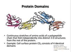 <p>Cell surface protein CD4 consists of 4 identical domains</p>