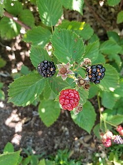 <p><em>Rubus argutus</em></p><p>Native. Shrub. Compound 3-5 leaflets. Serrated ‘Sawtooth’. white flowers sometimes. Black/red fruits eaten by many different wildlife. Thorny stems. </p>