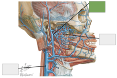 <p>Blood supply: This is the</p>