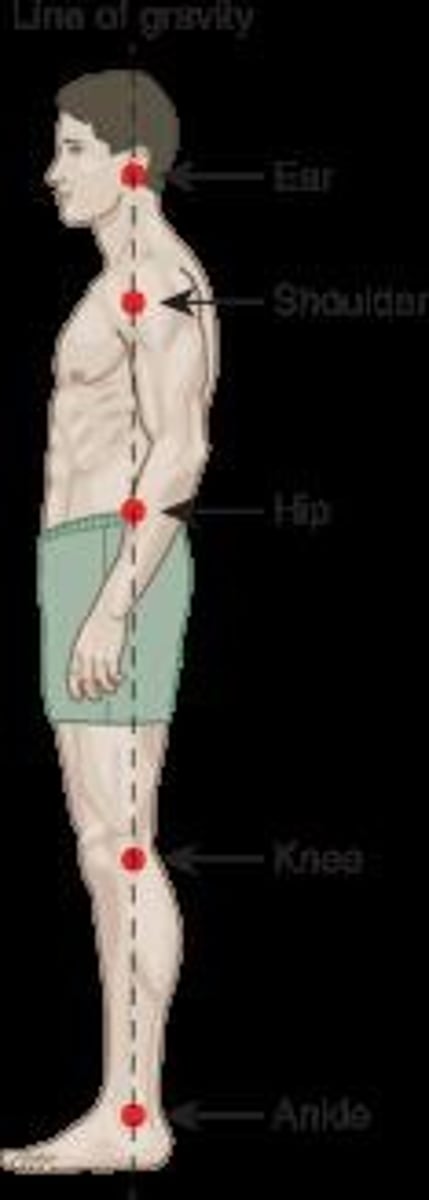 <p>The combined effort from the musculoskeletal and nervous systems to maintain posture, alignment, and balance.</p>