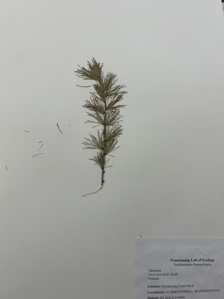 <p>Tamarack</p>