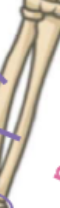<p>What bone is this?</p>