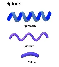 <p>Spiral-shaped.</p>