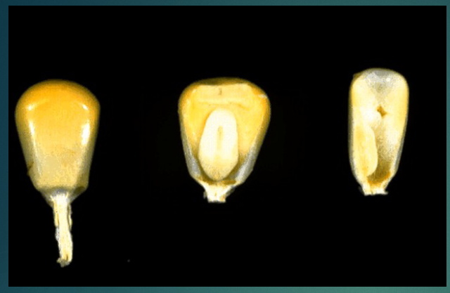 <p><span style="color: rgb(251, 249, 249);">single seed, thin pericarp<br>fused to seed (only<br>Poaceae)</span><span style="color: rgb(251, 249, 249);"><br></span></p>