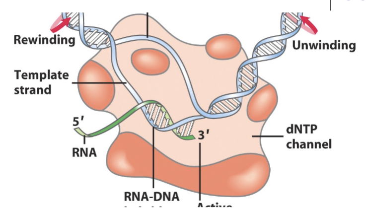 <p>Protein which 3 Asp residues which coordinate 2 Mg ions to stabilize the 3 phosphates of the NTP. Runs 5’ to 3’ along DNA. Reads the template strand, produces RNA complement to this (the coding strand). Very processive (40 NT/second), can stay on a strand for 16 hours.</p>
