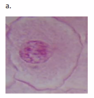<p>What cell cycle stage is this </p><p>Name the structures</p>