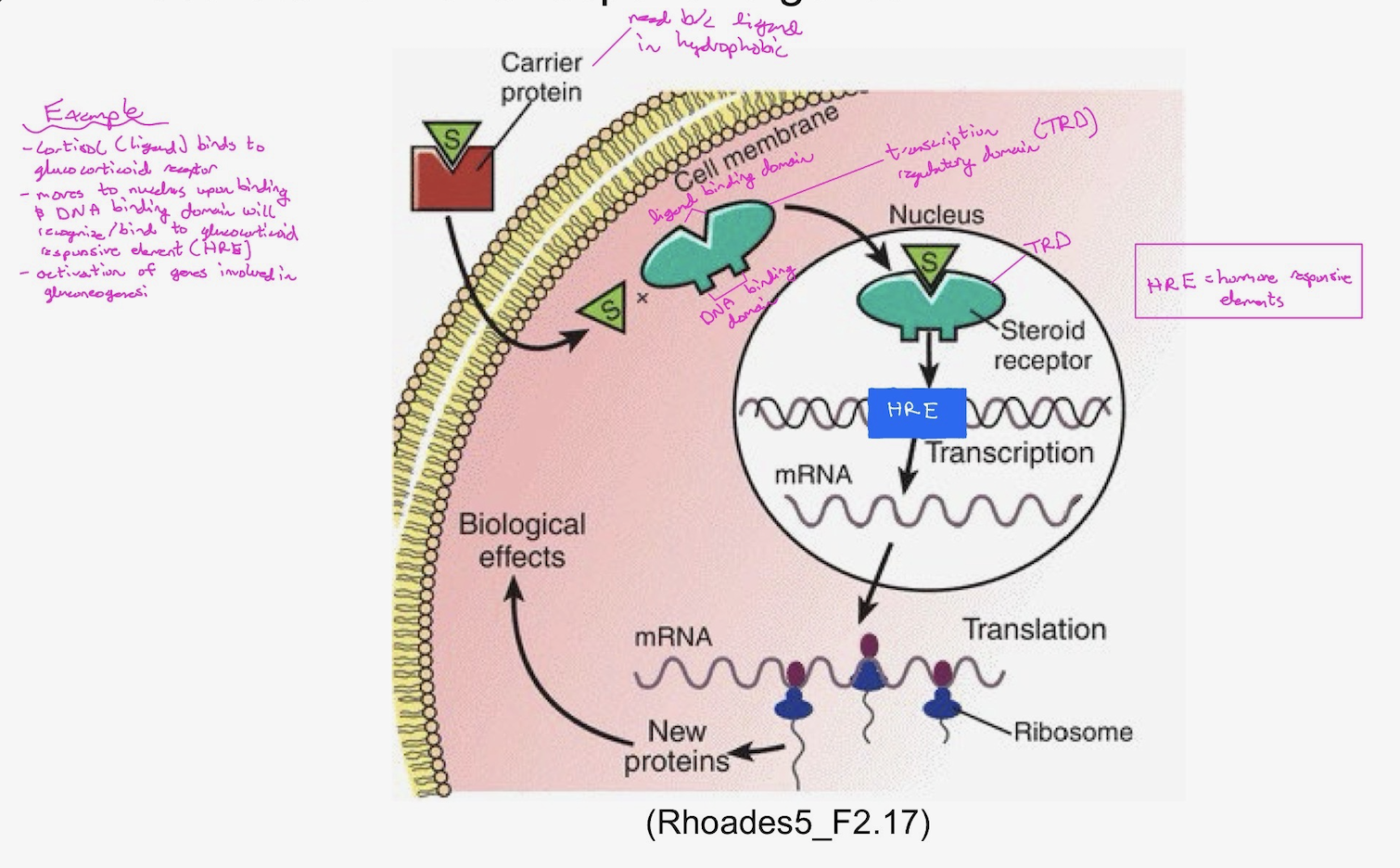 <p>Steroid hormones are hydrophobic and can cross the plasma membrane to bind to specific receptors in cytosol.</p><p>The receptor has:</p><ul><li><p>hormone or ligand-binding domain;</p></li><li><p>DNA-binding domain (DBD); and</p></li><li><p>transcription regulatory domain (TRD).</p></li></ul><p>Upon binding to the steroid hormone, the hormone-receptor complex translocates into the nucleus. Using its DBD, the hormone-receptor complex binds to hormone-responsive elements on the DNA. Via its TRD, the hormone-receptor complex recruits the machinery to activate hormone-responsive genes.</p>