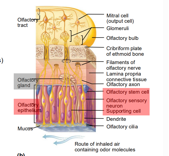 <ul><li><p>Olfactory neurons are unusual bipolar neurons</p><ul><li><p>Thin apical dendrites terminate in knob</p></li><li><p>Long, largely nonmotile cilia, olfactory cilia, radiate from knob</p><ul><li><p>Covered by mucus (solvent for odorants)</p></li></ul></li></ul></li><li><p>Bundles of nonmyelinated axons of olfactory receptor cells gather in fascicles that make up filaments of olfactory nerve (cranial nerve I)</p></li><li><p> unlike other neurons, have stem cells that give rise to new neurons every 30–60 days</p></li><li><p>CN I is the filaments of olfactory nerve</p></li></ul><p></p>