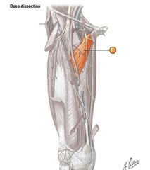 <p>Obturator N</p>
