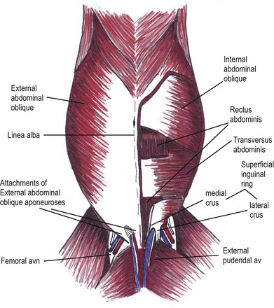 <p>Just deep to the external abdominal oblique muscles; runs cranioventrally</p>