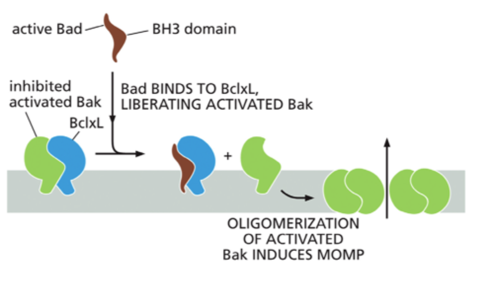 <p>De registrerer apoptotiske signaler og tipper balancen mod apoptose ved at hæmme anti-apoptotiske Bcl2-proteiner eller aktivere Bax/Bak.</p>