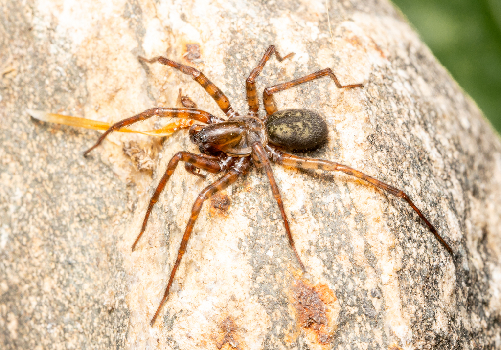 <p>Coras montanus - “northern spurred woodland funnelweaver”</p><p>family: Agelenidae</p>