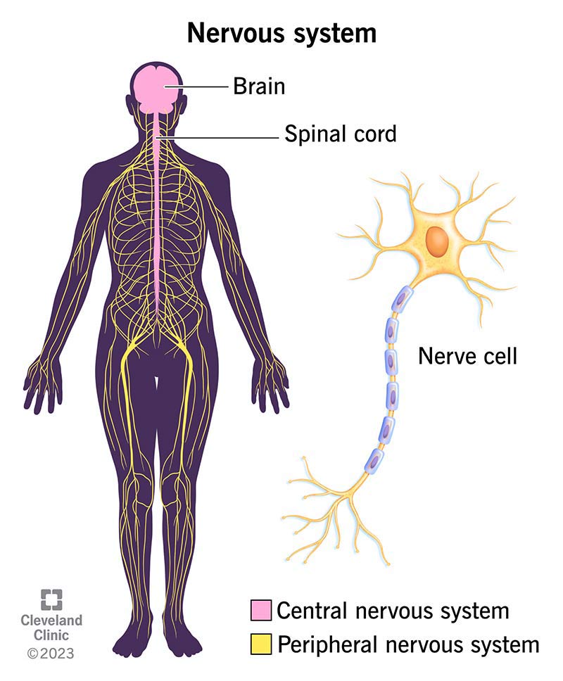 <ul><li><p>brain, spinal cord, nerves, and sensory receptors</p><ul><li><p>allows body to detect changes in internal and external environment. responds to information by activating appropriate muscles or glands</p></li><li><p>maintains <strong>homeostasis</strong> through rapid electrical signals</p></li></ul></li></ul><p></p>