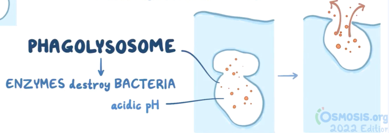 <p>Enzymes destroy bacteria</p>