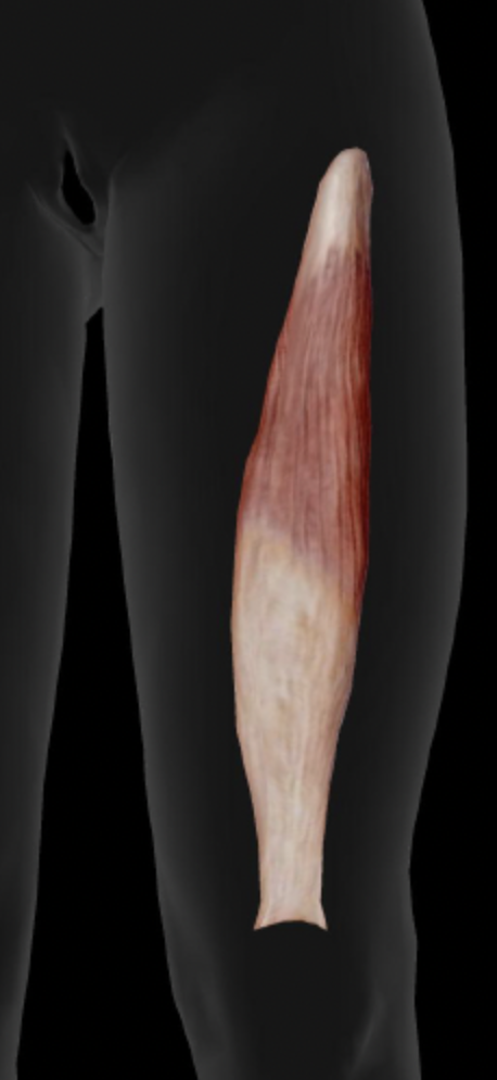 <p>Vastus Lateralis Insertion</p>