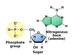 <p>5 carbon sugar, phosphate group, nitrogenous base</p>
