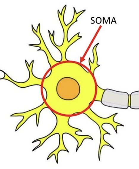 <p>The cell body of a neuron, which contains the nucleus</p>