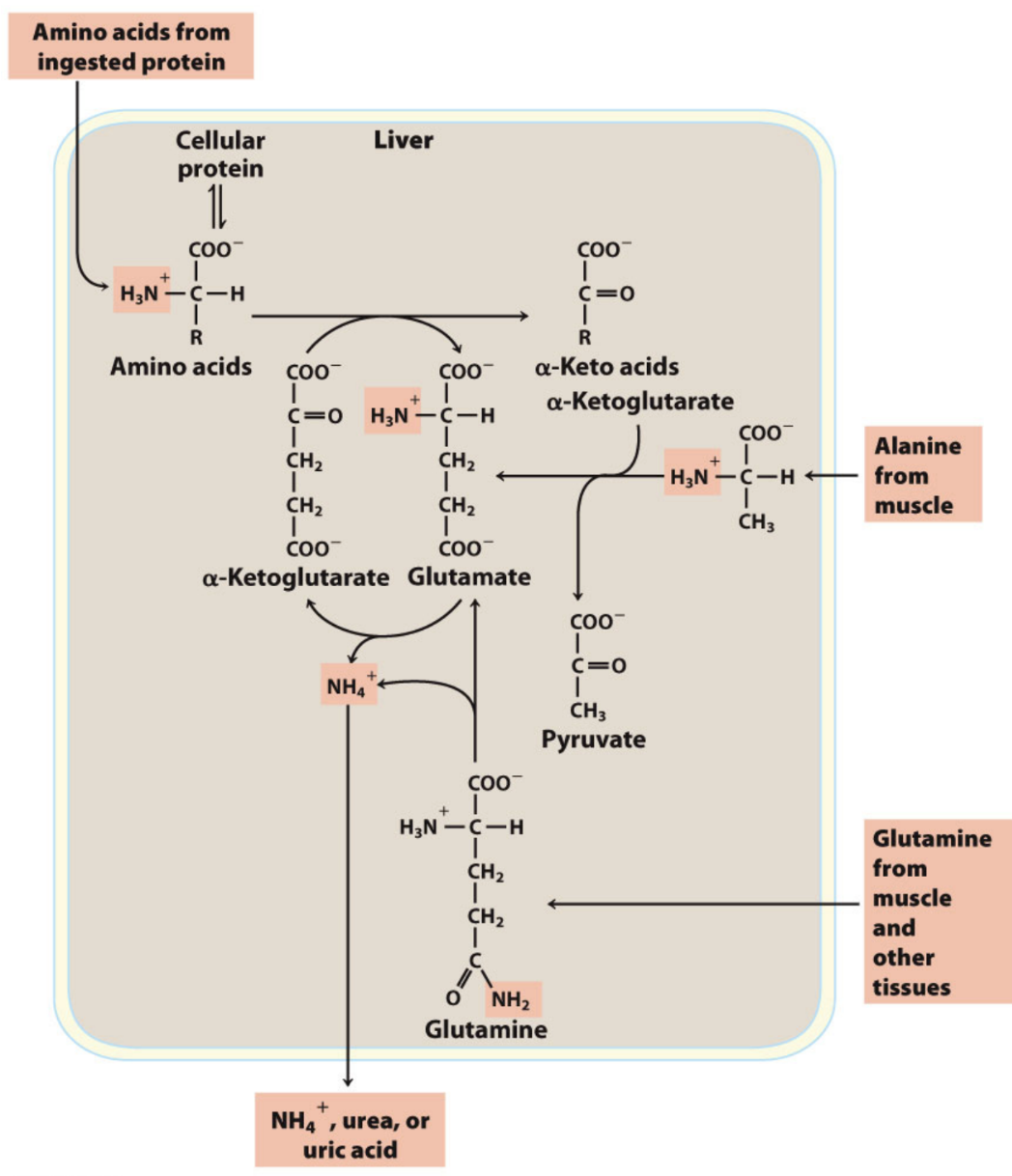 <p>Where are amino groups mainly <strong>metabolized</strong>, and which AAs are key?</p>