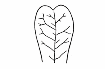 <p>A leaf apex featuring a distinct notch or indentation at the tip.</p>
