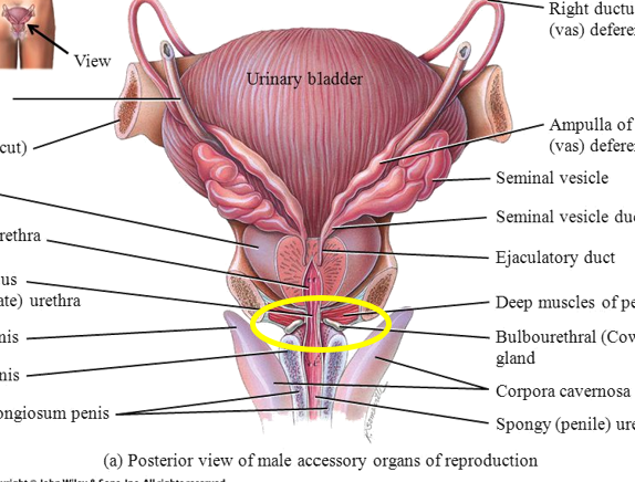 <p>It's inferior to the prostate</p>