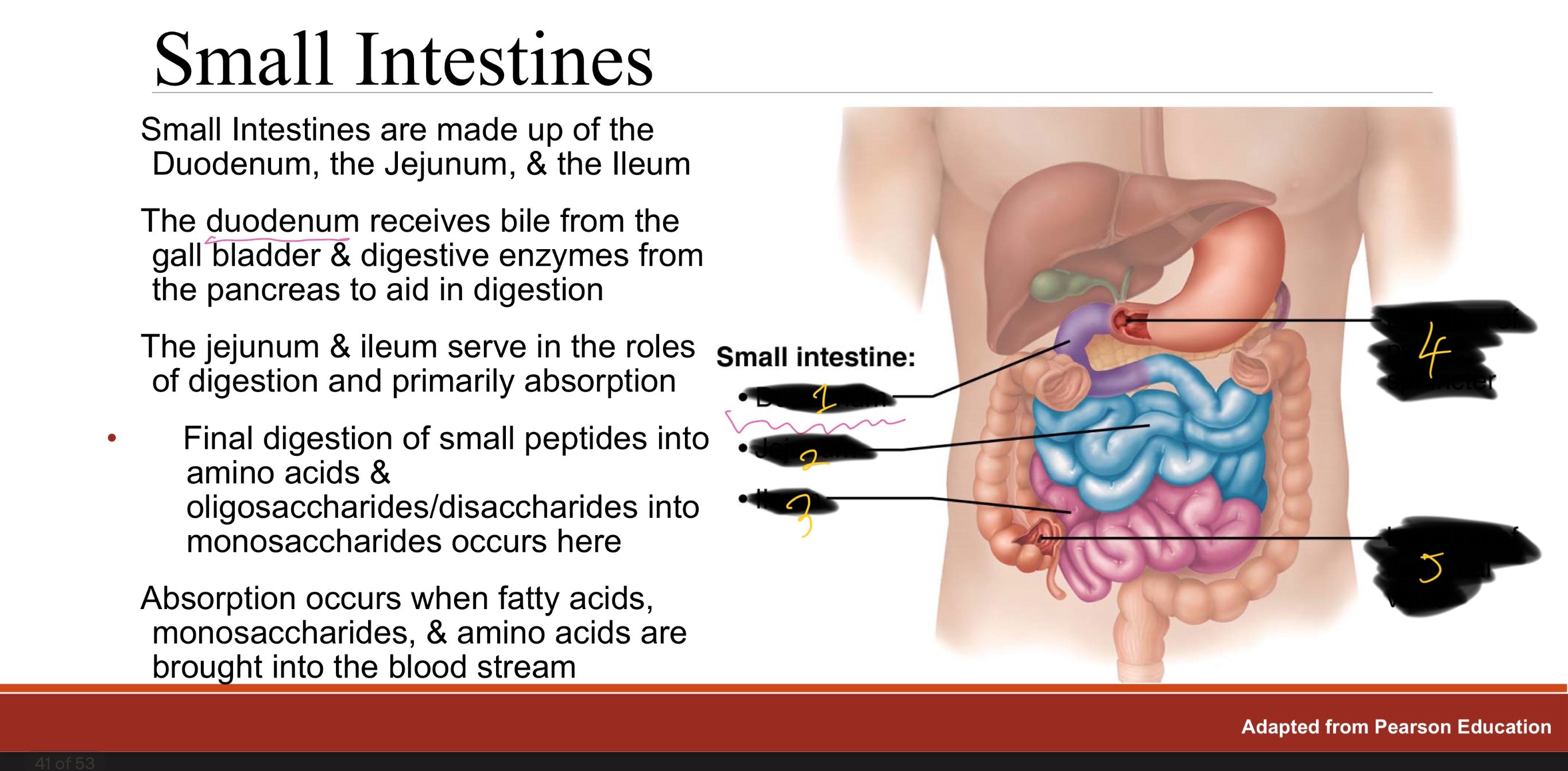 <p>small intestines are made up of the: </p>