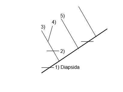 <p>Identify the name (scientific and common) of each diapsid group; also provide the defining character(s) for each group <strong>(NOTE: The three unmarked groups are not covered on this exam and do not need to be identified at this time)</strong></p>