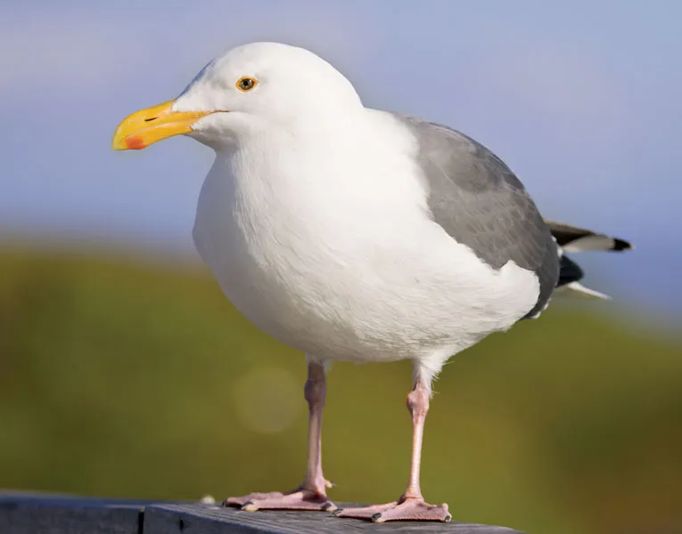 <p>What bird is this?</p>