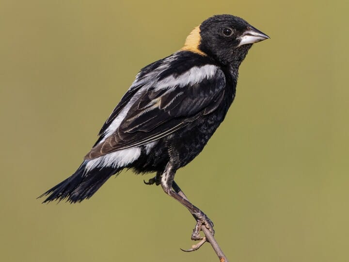 <p>bobolink</p><p>black and white body <br>yellow nape </p>