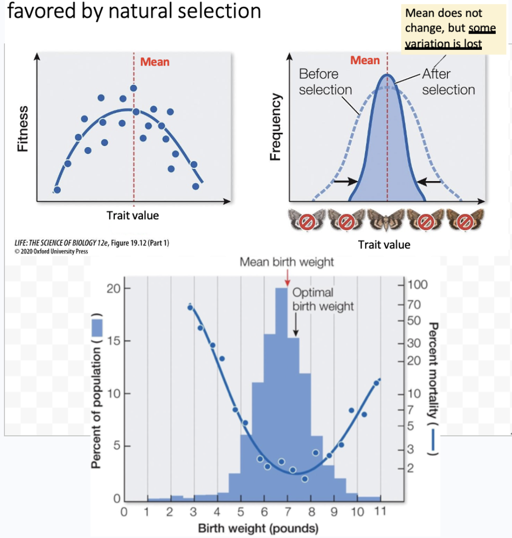 <ul><li><p>Quantitative selection where the mean phenotype is favored by natural selection, while variation is reduced</p><ul><li><p>Sometimes referred to as purifying selection</p><ul><li><p>Birth weight in humans. </p><ul><li><p><span>Babies born with weights < or > than the mean have higher death rates than those closer to the mean</span></p></li><li><p><span>Selection against deleterious mutations or consequences</span></p></li></ul></li></ul></li></ul></li></ul><p></p>