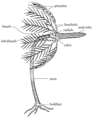 <p>Ordovician - Recent (485-0 Ma)</p><p>Calyx/theca = skeleton of multiple plates, internal organs housed within</p><p>Anal tube = extension above calyx so wastes released away from brachials</p><p>Brachials = arms</p><p>Pinnules = branch off brachials</p><p>Stalk/Stem = made of stacked columnals</p><p>Holdfast = attachment structure for stem</p>