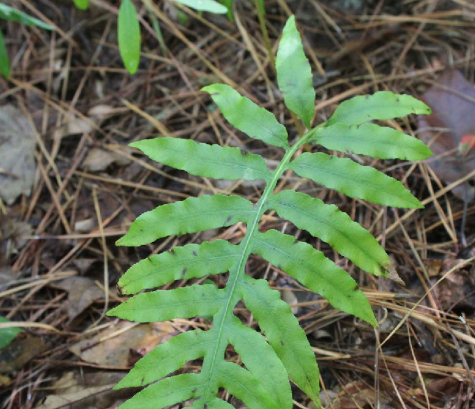 <p>Blechnaceae</p>