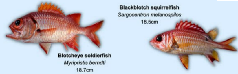 <p>Medium sized, pronounced fin rays, reddish colour, squirrelfish (narrow heads, lines across body)</p>