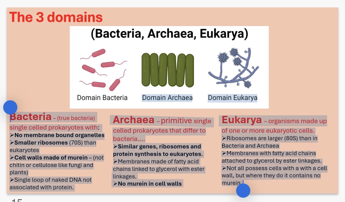 <p><strong>The 3 domains</strong></p><p><strong>Bacteria</strong> - (true bacteria) …1? celled prokaryotes with:</p><p>• No membrane bound …2?</p><p>> …3? ribosomes (70S) than eukaryotes</p><p>› Cell walls made of …4? - (not chitin or cellulose like fungi and plants)</p><p>› Single loop of naked DNA not associated with protein.</p><p></p><p><strong>Archaea</strong> - primitive …5? celled prokaryotes that differ to bacteria....</p><p>› Similar genes, ribosomes and protein synthesis to ..6?karyotes.</p><p>› Membranes made of fatty acid chains linked to …7? with ester linkages.</p><p>• No murein in cell walls</p><p></p><p><strong>Eukarya</strong> - organisms made up of one or more ..8?karyotic cells.</p><p>› Ribosomes are …9? (80S) than in Bacteria and Archaea</p><p>• Membranes with fatty acid chains attached to …10? by ester linkages.</p><p>› Not all possess cells with a with a cell wall, but where they do it contains no murein.</p><p></p><p>Organisms are classified into three Domains and into one of six Kingdoms of life. These Kingdoms are ….11?.</p>