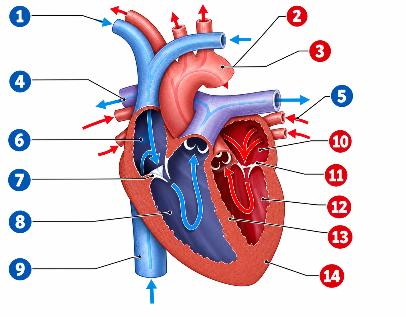 <p>Oxygen poor blood</p>