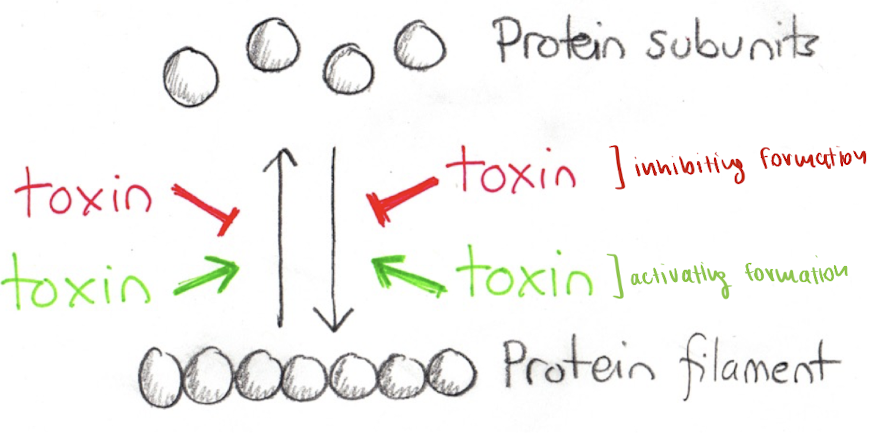 <ul><li><p>toxins can<strong> inhibit the formation/removal of protein subunits</strong> for protein filaments </p></li></ul><p><u>or</u></p><ul><li><p>toxins can<strong> activate the formation/removal of protein subunits</strong> for protein filaments </p></li></ul><p></p>