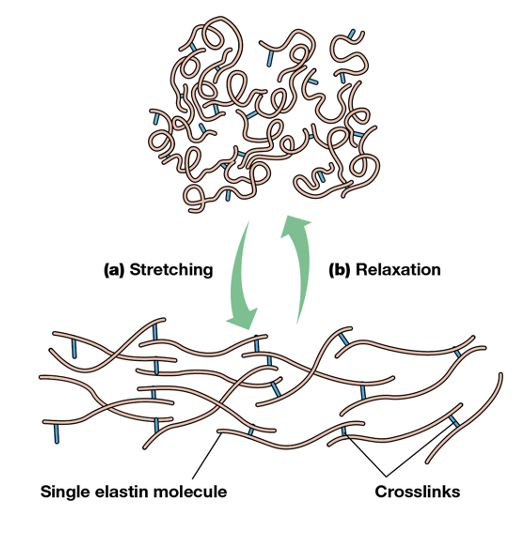 <ul><li><p>Tension causes the <strong>overall network of elastin to stretch, and release of tension causes individual molecules to relax</strong></p></li></ul><p></p>